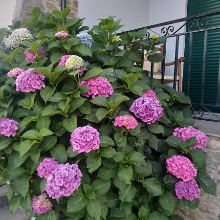 Mito'S House & Douro View Bed & Breakfast Peso da Régua Exterior foto
